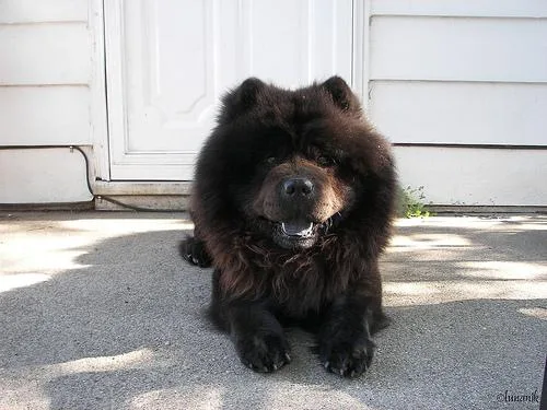 Chow #54, a Chow Chow in the PetMatch pool