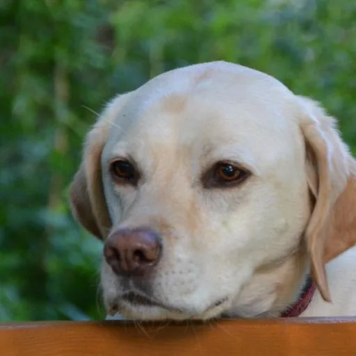 Mixed #3879, a Labrador Retriever in the PetMatch pool