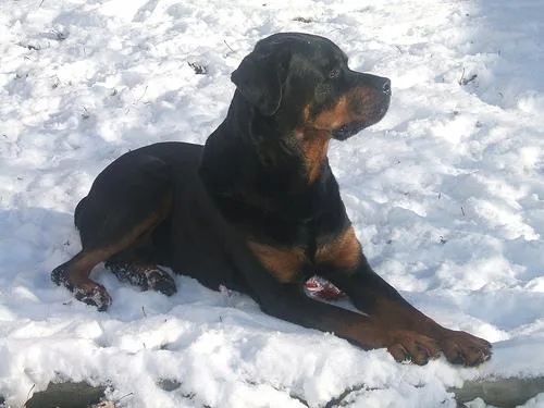 Rottweiler #94, a Rottweiler in the PetMatch pool