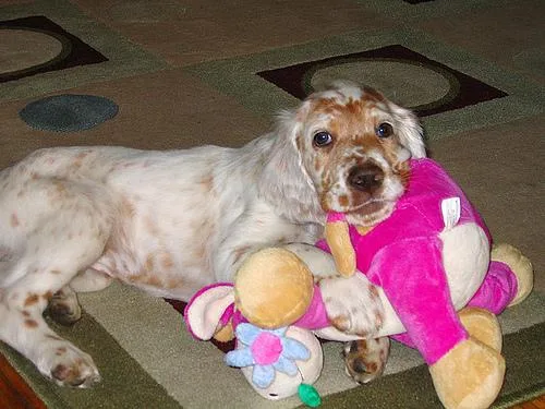 English Setter #79, a English Setter in the PetMatch pool