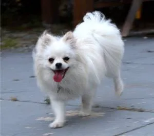 pomeranian #118, a Mixed Breed in the PetMatch pool