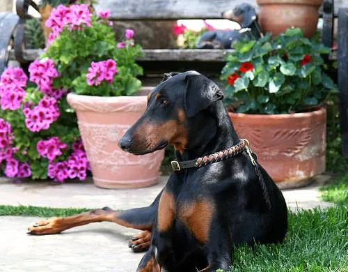 Doberman #95, a Doberman Pinscher in the PetMatch pool