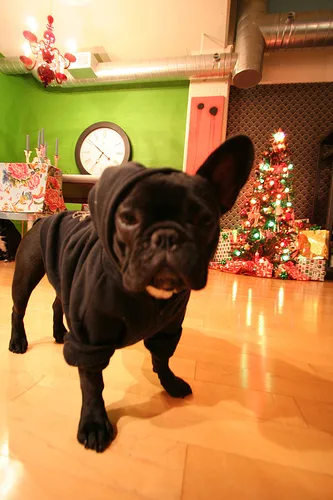 French Bulldog #61, a French Bulldog in the PetMatch pool