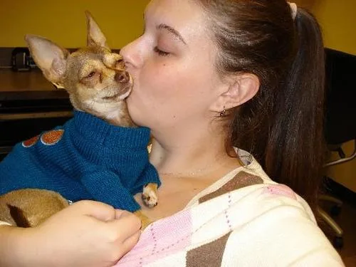 Chihuahua #38, a Chihuahua in the PetMatch pool