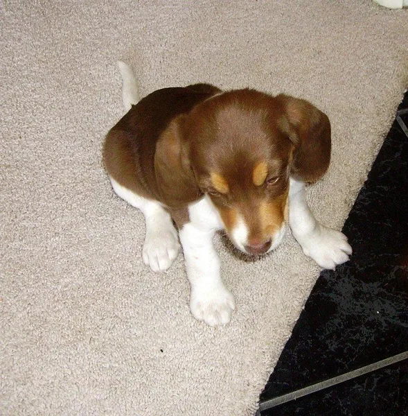Beagle #97, a Beagle in the PetMatch pool