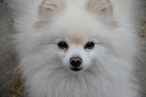 pomeranian #94, a Pomeranian in the PetMatch pool