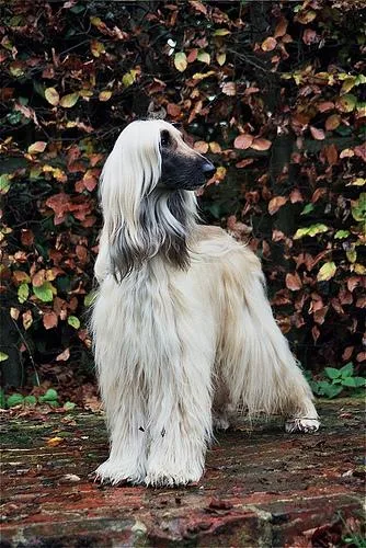 Afghan Hound #48, a Afghan Hound in the PetMatch pool
