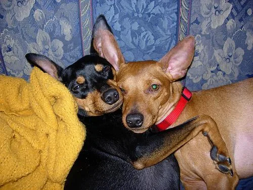 Miniature Pinscher #109, a Miniature Pinscher in the PetMatch pool