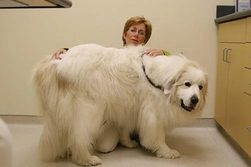 Great Pyrenees #119, a Great Pyrenees in the PetMatch pool