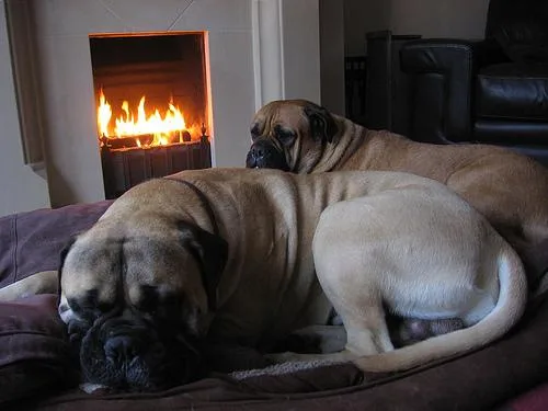 Bull Mastiff #58, a Mastiff in the PetMatch pool