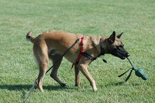 Malinois #1, a Belgian Malinois in the PetMatch pool