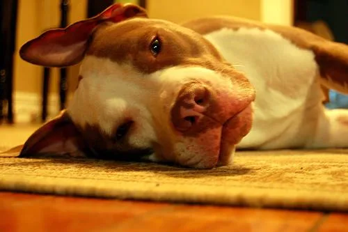 American Staffordshire Terrier #93, a American Staffordshire Terrier in the PetMatch pool