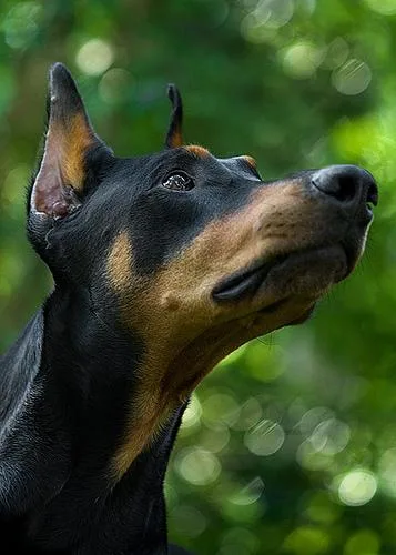 Doberman #12, a Doberman Pinscher in the PetMatch pool