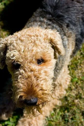 Airedale #1, a Airedale Terrier in the PetMatch pool
