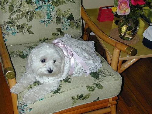 Maltese Dog #84, a Maltese in the PetMatch pool