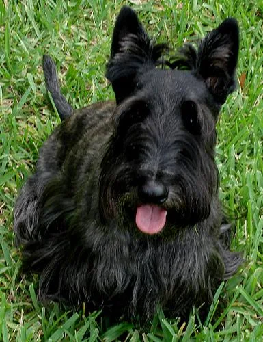 Scotch Terrier #31, a Scottish Terrier in the PetMatch pool