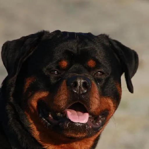 Mixed #3642, a Rottweiler in the PetMatch pool