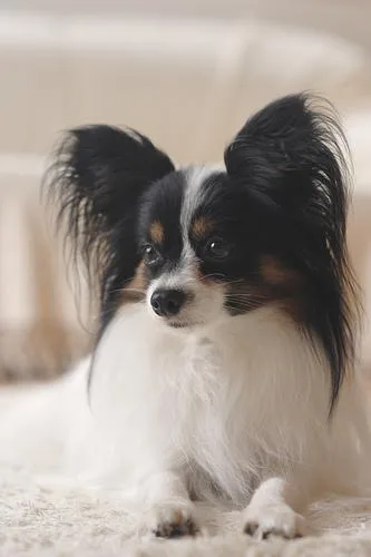 Papillon #55, a Papillon in the PetMatch pool