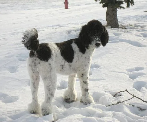 Standard Poodle #103, a Poodle in the PetMatch pool