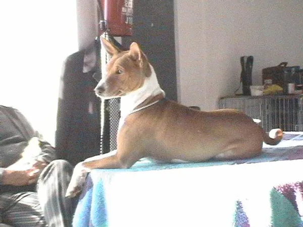 Basenji #4, a Basenji in the PetMatch pool