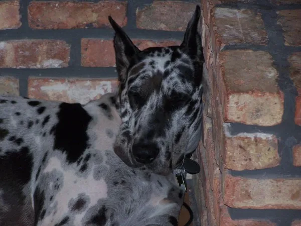 Great Dane #56, a Great Dane in the PetMatch pool