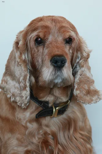 english cocker spaniel #13, a Cocker Spaniel in the PetMatch pool