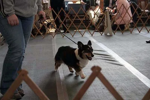 Cardigan #105, a Cardigan Welsh Corgi in the PetMatch pool