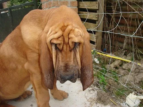 Bloodhound #115, a Bloodhound in the PetMatch pool