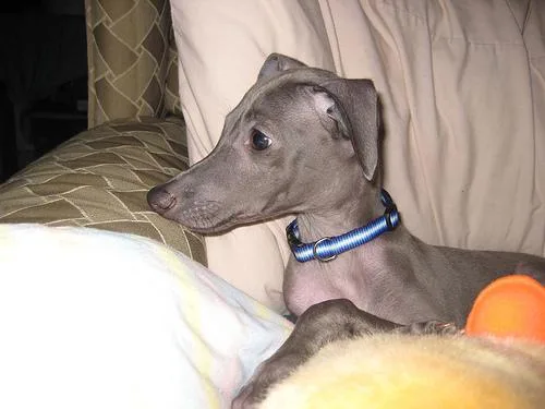 Italian Greyhound #83, a Greyhound in the PetMatch pool