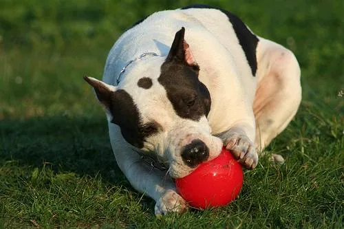 American Staffordshire Terrier #27, a American Staffordshire Terrier in the PetMatch pool