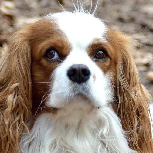 Mixed #3938, a Cavalier King Charles Spaniel in the PetMatch pool