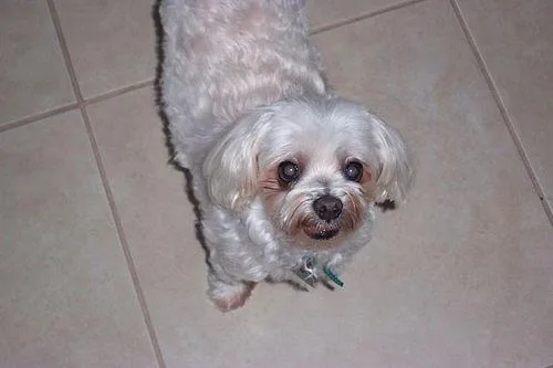 Maltese Dog #77, a Maltese in the PetMatch pool