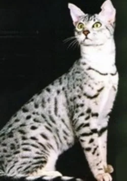 Egyptian Mau #107, a Egyptian Mau in the PetMatch pool
