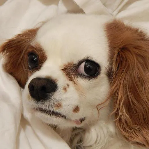 Mixed #3534, a Cavalier King Charles Spaniel in the PetMatch pool