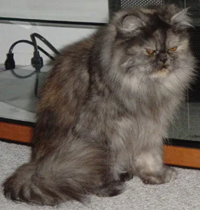 Persian #239, a Persian in the PetMatch pool