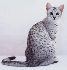 Egyptian Mau #76, a Egyptian Mau in the PetMatch pool