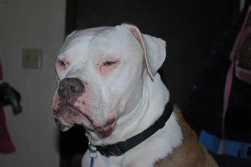 american bulldog #10, a Mixed Breed in the PetMatch pool