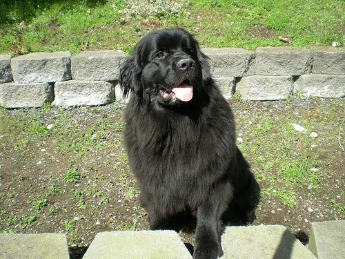 newfoundland #103, a Newfoundland in the PetMatch pool