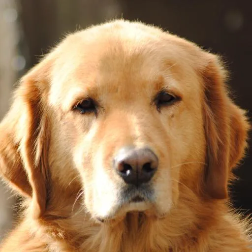 Mixed #1293, a Golden Retriever in the PetMatch pool