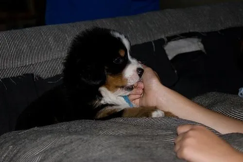 Bernese Mountain Dog #91, a Bernese Mountain Dog in the PetMatch pool