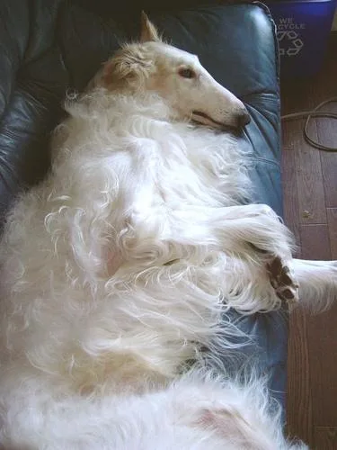 Borzoi #61, a Borzoi in the PetMatch pool