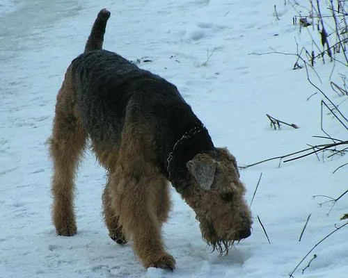 Airedale #84, a Airedale Terrier in the PetMatch pool