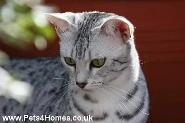 Egyptian Mau #222, a Egyptian Mau in the PetMatch pool