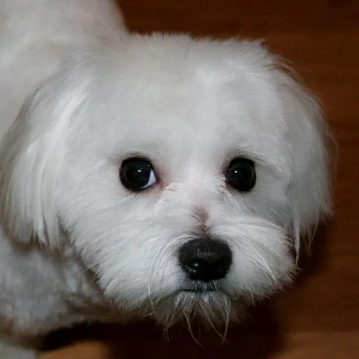 Mixed #3791, a Maltese in the PetMatch pool